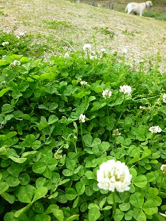 GW サージュと新緑と植物と♪_a0165160_910289.jpg