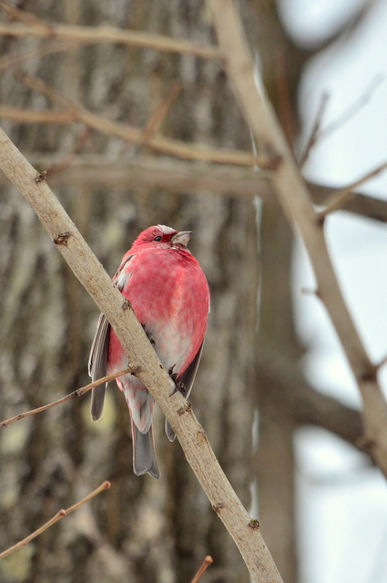 赤・白・青～もっと青いルリビタキ。 : 北海道の野鳥探索/markeeのシマ 