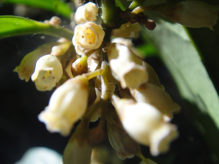 孝子の森の植物観察　　＆　　ボランティア３グループ交流会_c0108460_21465222.jpg