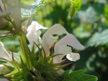 孝子の森の植物観察　　＆　　ボランティア３グループ交流会_c0108460_2146939.jpg