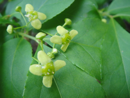 孝子の森の植物観察　　＆　　ボランティア３グループ交流会_c0108460_2149353.jpg