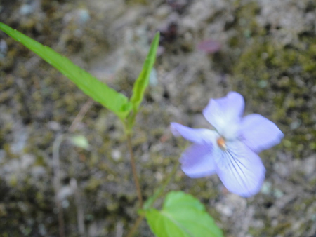 孝子の森の植物観察　　＆　　ボランティア３グループ交流会_c0108460_2155019.jpg