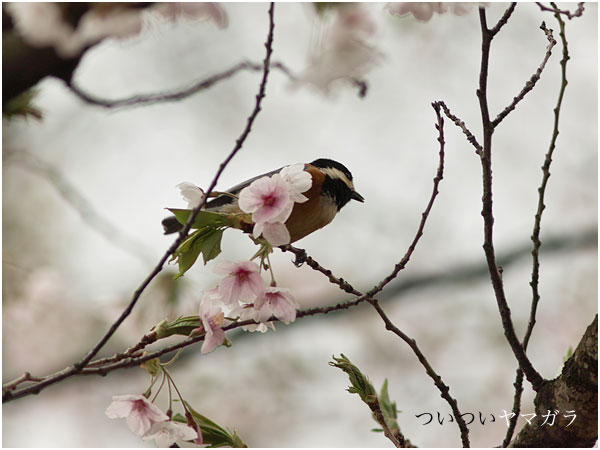 桜の周りの野鳥達Ⅱ_c0061761_8345397.jpg