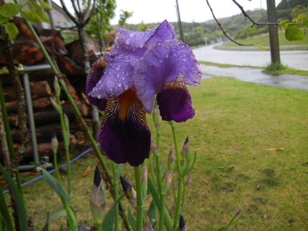 ’１３，５，１（水）雨上がり決心犬！_f0060461_1610341.jpg