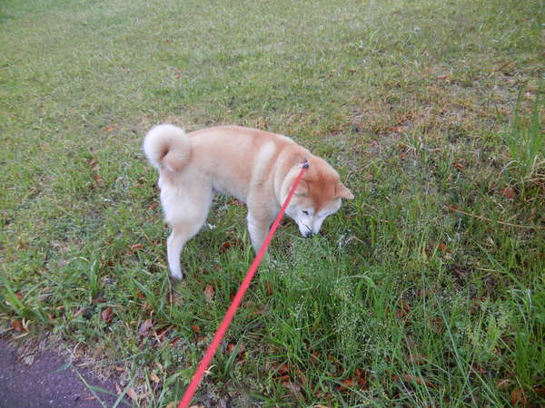 ’13,5,1(水)雨上がり決心犬!_f0060461_16144344.jpg