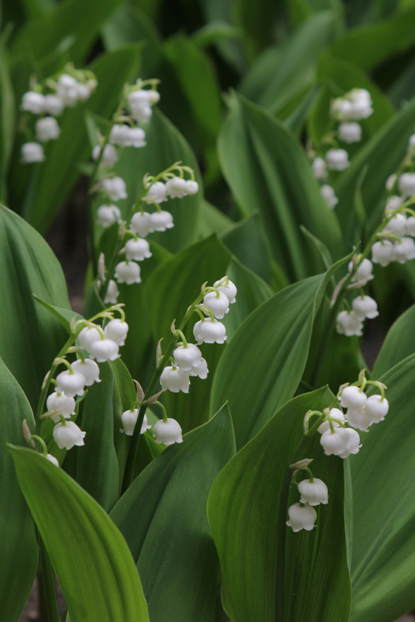 La fete du MUGUET_c0006870_12342658.jpg