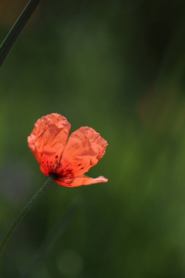 五月の花　　草　　葉　_f0164575_2042231.jpg