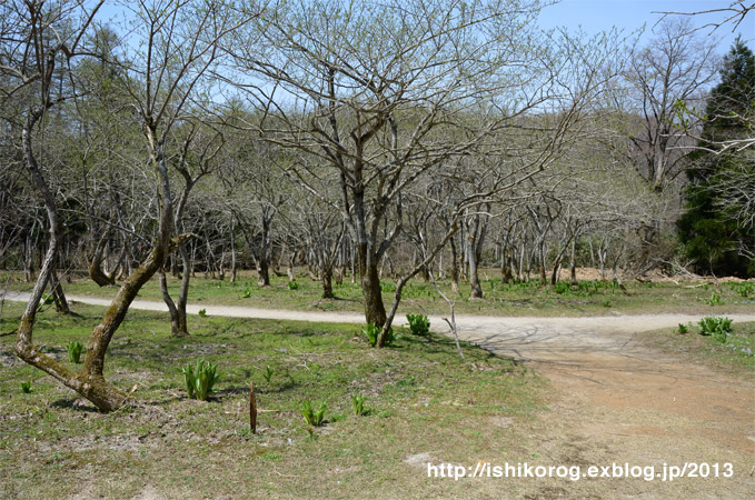 森林公園に咲く春の野の花-1_a0223379_12131883.jpg