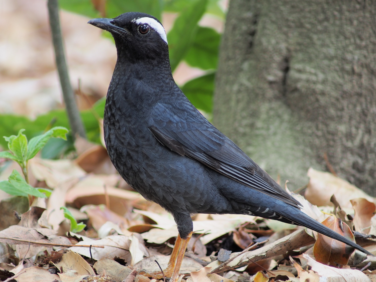 都市公園へ鳥見(2013年4月29日)_f0254180_0183752.jpg