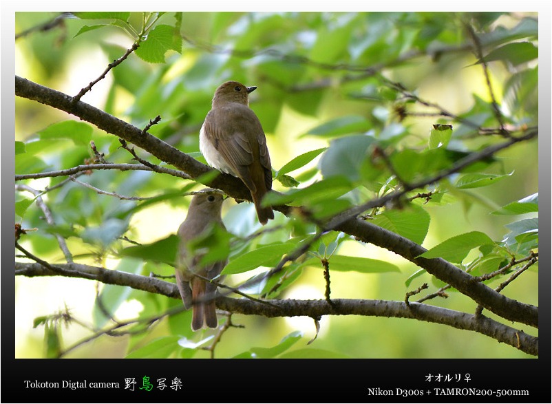 オオルリ＠都市公園 in Osaka_a0076493_21184789.jpg