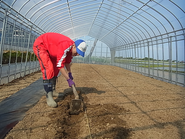 育苗箱の掃除＆トマトの定植作業_e0270198_19212832.jpg