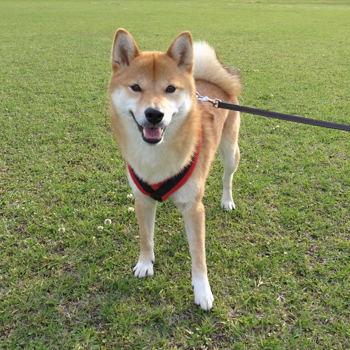 生きてますw_c0049299_20153946.jpg