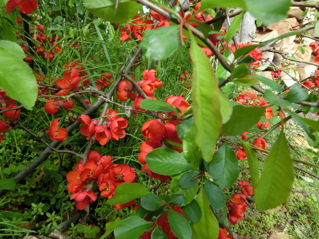 a0203003_99414.jpg