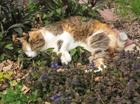 花壇の中の、見慣れない植物_b0253205_2561215.jpg