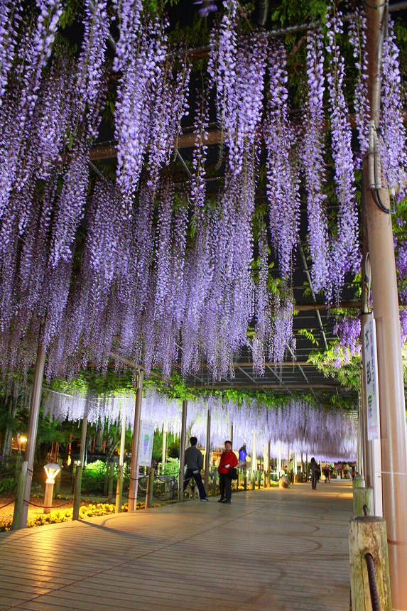 曼陀羅寺公園江南藤まつり Fleurs
