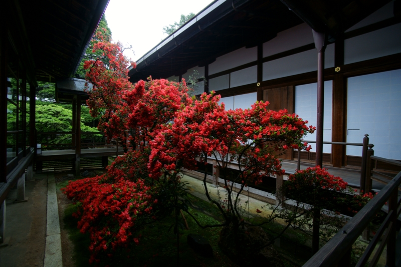 妙心寺　大心院_e0177413_23303834.jpg