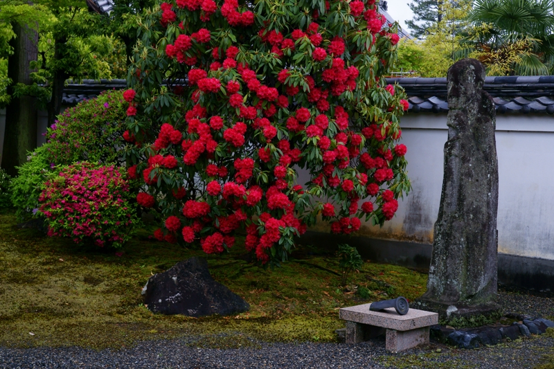 妙心寺　大心院_e0177413_23545216.jpg