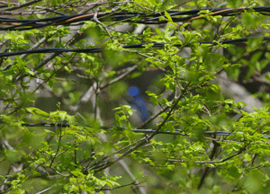 f0232920_16522345.gif