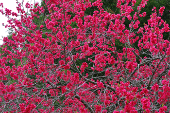 f0232920_1761367.gif