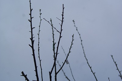 f0170524_1356637.jpg