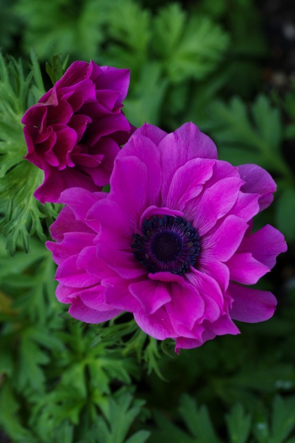 アネモネ 球根からの開花 日々の暮らしの中で見つける さりげない幸せ アネモネ 球根からの開花 日々の暮らしの中で見つける さりげない幸せ