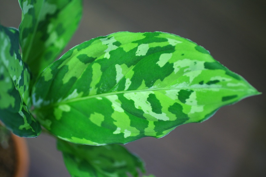 Aglaonema pictum\"マルチカラー白玉\"from Sumatera Barat_f0246929_23393666.jpg