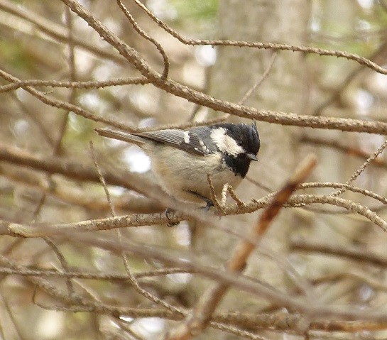 カラですカラ_a0114742_1701197.jpg