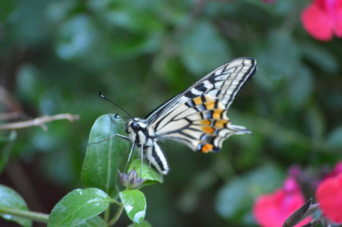 a0114842_11201125.jpg