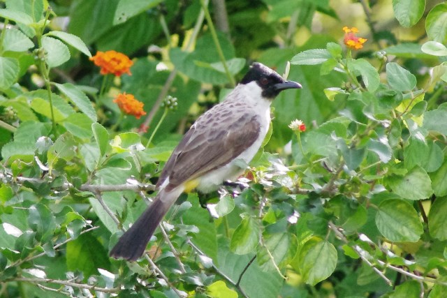 bird Sサイズ(5525) ツキノワテリムクドリ – en plus(オンプリュ)