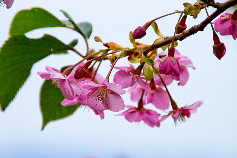 河津桜とメジロ～_e0129453_5595318.jpg