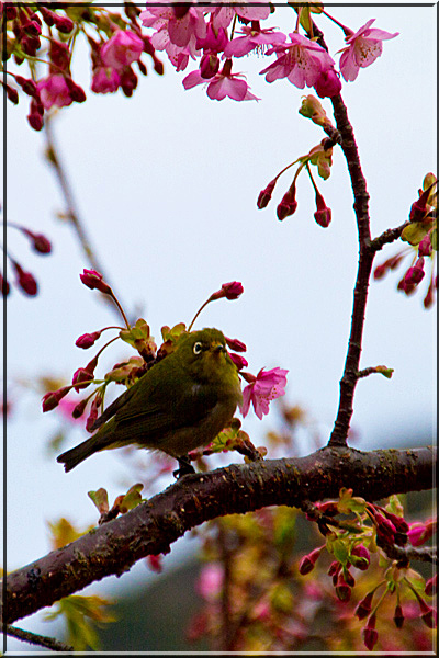 河津桜とメジロ～_e0129453_604637.jpg