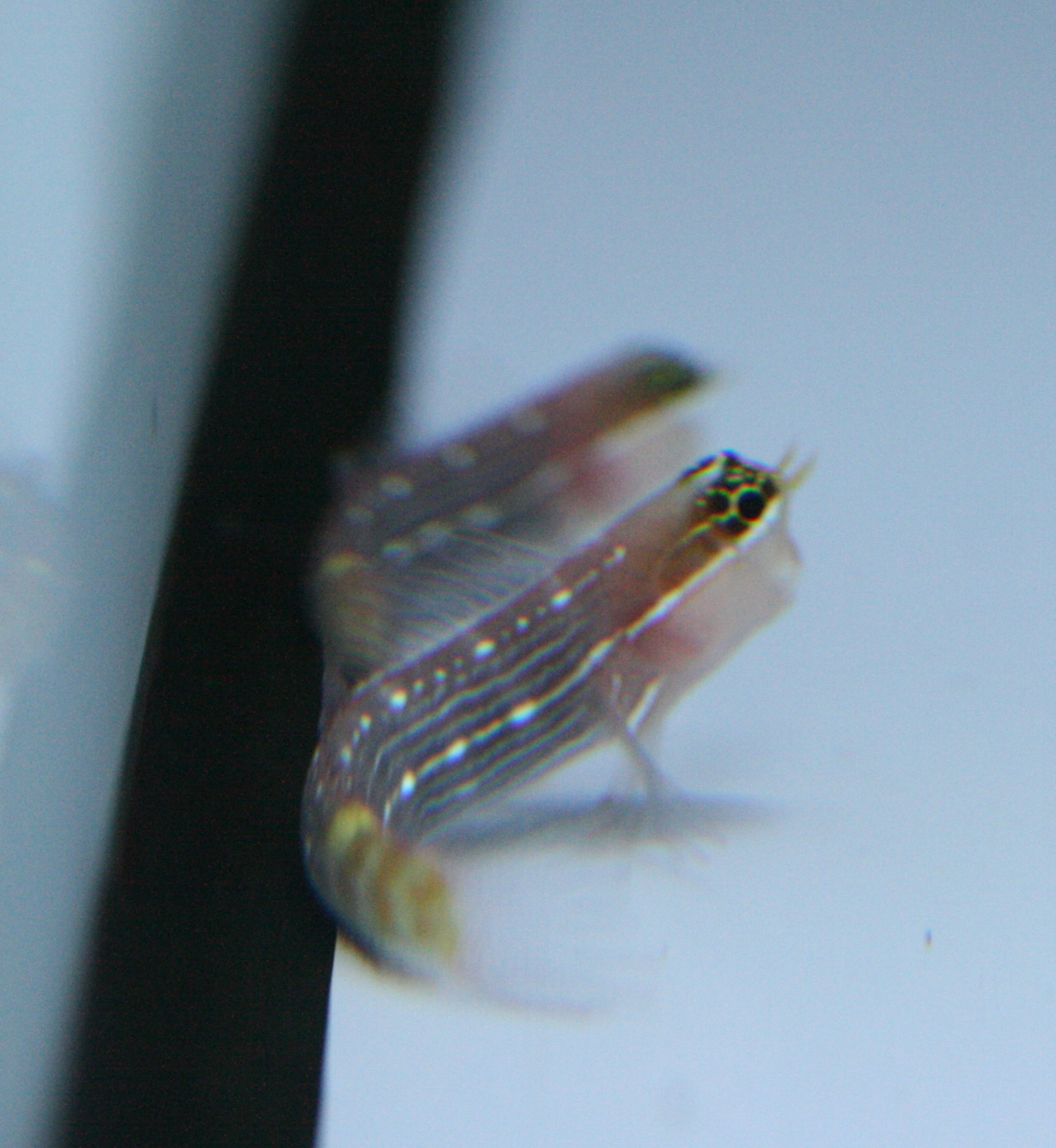 ギンポ祭り 旬の魚達 ビーボックスアクアリウム 海水魚 サンゴ情報