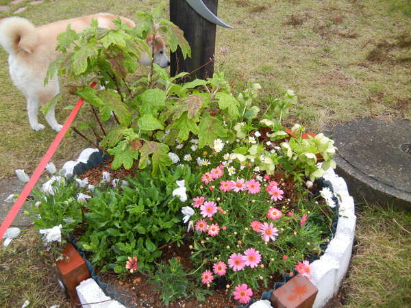 ’13,5,2(木)今日のお初の花は何かな・・・?_f0060461_1137521.jpg