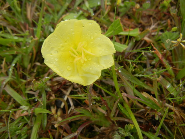 ’13,5,2(木)今日のお初の花は何かな・・・?_f0060461_12531740.jpg