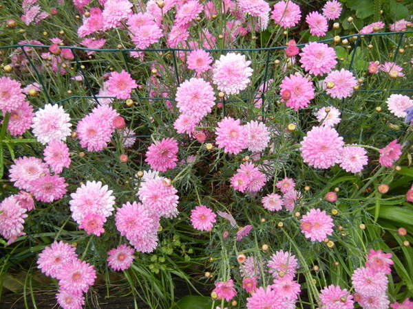 ’13,5,2(木)今日のお初の花は何かな・・・?_f0060461_1259361.jpg