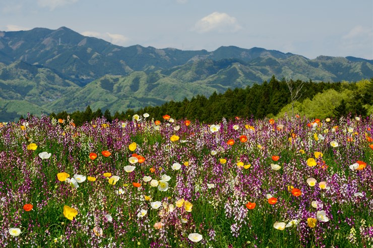 秩父ミューズパーク 癒しの森花の回廊 Photograph 秩父ミューズパーク 癒しの森花の回廊 Photograph