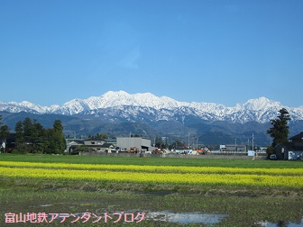 富山地鉄の花便り2013＠チューリップと菜の花_a0243562_12394620.jpg