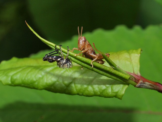 b0135573_2363444.jpg
