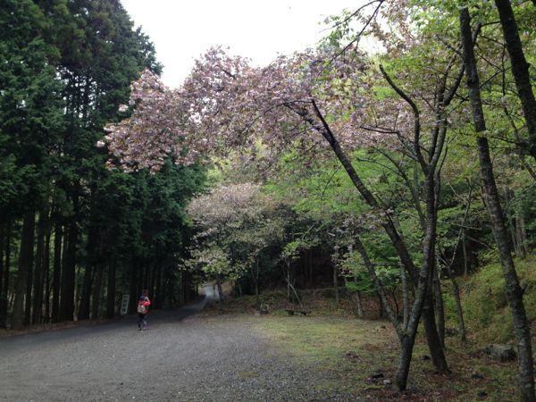 シャクナゲ渓谷(鈴鹿山脈国定公園)_e0233674_165599.jpg