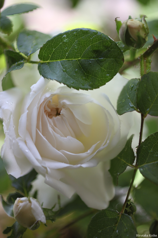 Rose blanche_c0161578_2314778.jpg