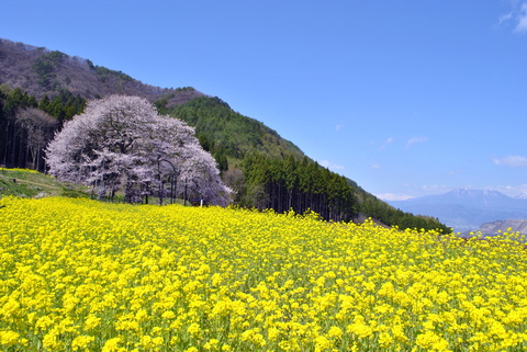 信州高山村の五大桜②_e0331878_8463373.jpg