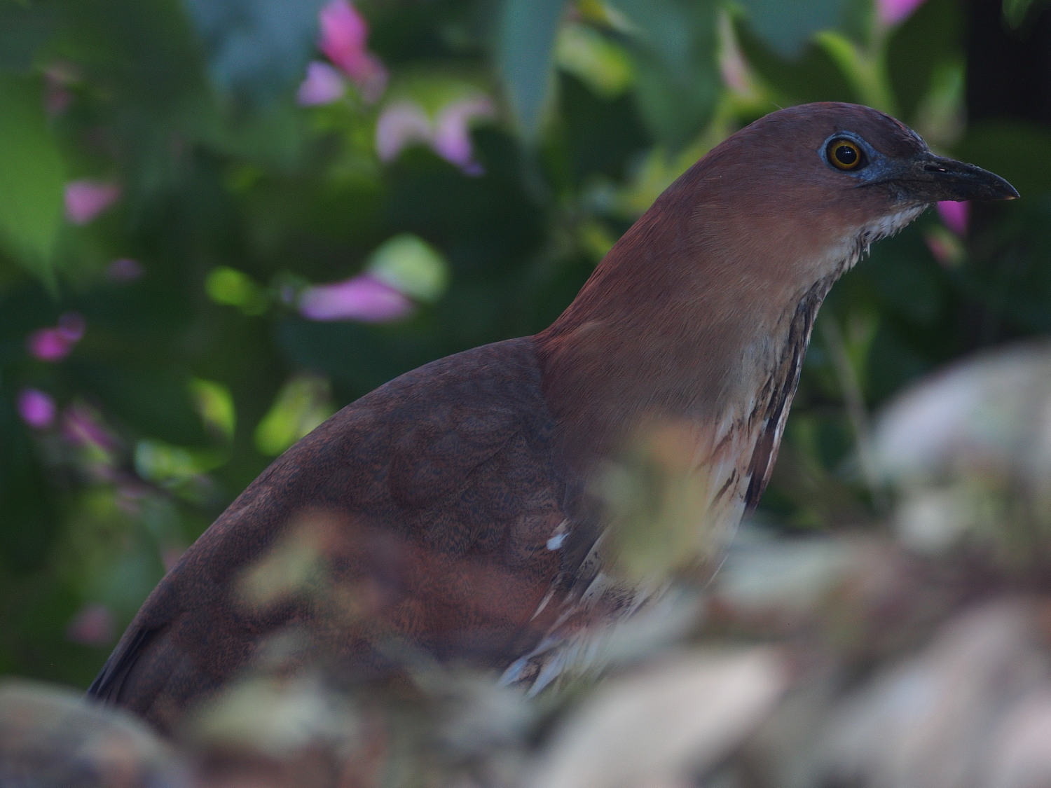 都市公園へ鳥見(2013年4月29日)_f0254180_20213121.jpg