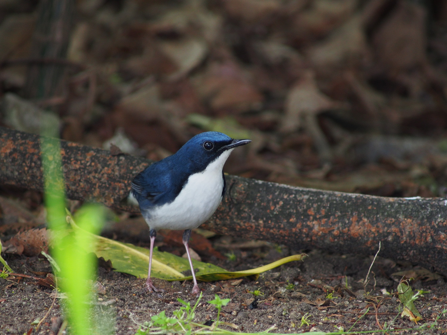 都市公園へ鳥見(2013年4月29日)_f0254180_21384378.jpg