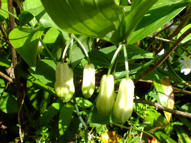 ４月２７日　薬師ヶ池周辺の草本の花_e0145782_1521863.jpg