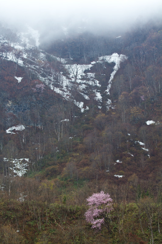 2013GW撮影紀行その2　津南町　見倉の桜_c0092386_7373841.jpg