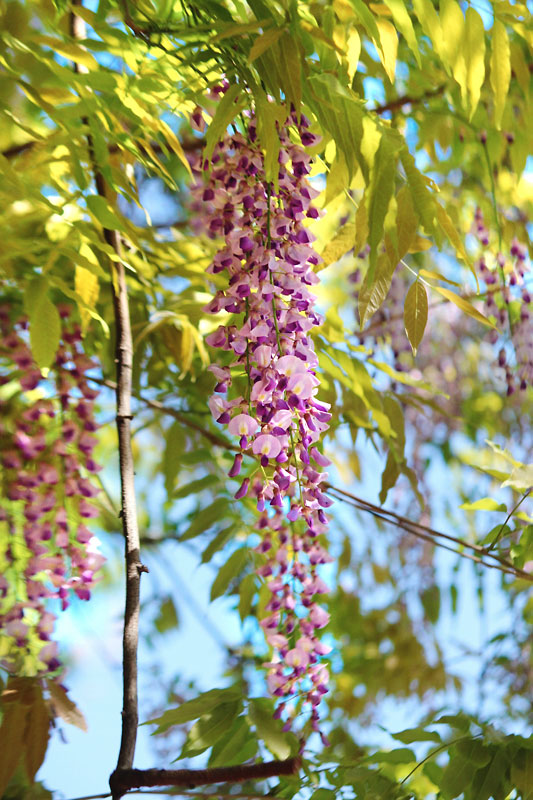 家の近くの藤の花 野の花と星達に会えるといいね