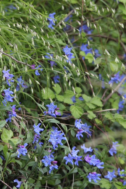 ホタルカズラ・エンコサク等春の花とキジ_d0160788_2112279.jpg