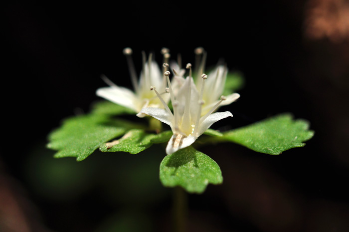 春の山野草　Macro_b0250494_22355481.jpg