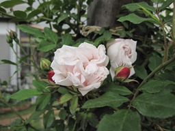 c0117898_18235956.jpg