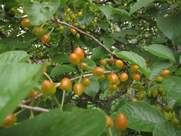 c0117898_18243016.jpg